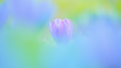 Soft Focus Pastel Purple Flower Bloom in Spring Garden