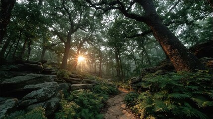 Obraz premium Tranquil Foggy Forest with Sunlight Peeking Through the Trees
