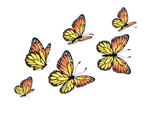 set of butterflies monarch butterly flock of butterfly 
