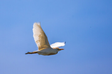 Western Cattle Egret in Camargue in the morning light