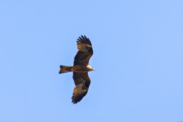 Black Kite in Camargue in the morning light