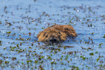 nutria in the Camargue in the morning light