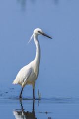 Little Egret in Camargue in the morning light
