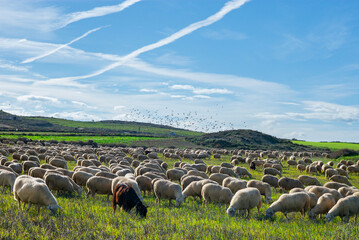 Bardenas Reales Espagne