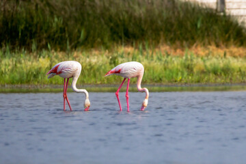 Greater Flamingo in Camargue in the morning light