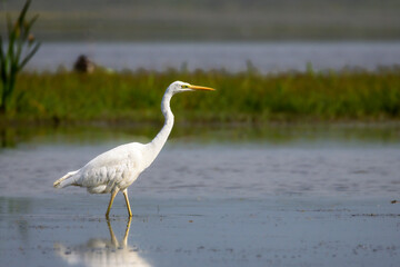 Great Egret in Camargue in the morning light
