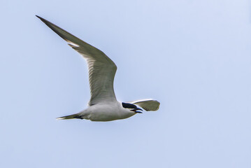 Gull-billed Tern in Camargue in the morning light
