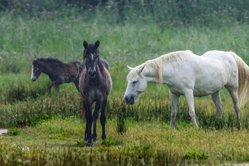 Obraz premium horse in the Petit Rhône reserve in Camargue