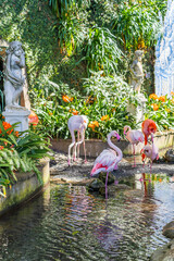 Group of flamingos walking and resting in a tropical park in Madeira. Their pink color contrasts...