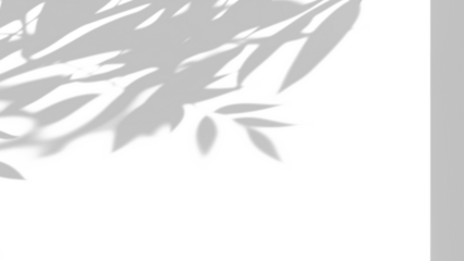 shadow overlay effects of realistic natural tree leaves shadow on white wall background,Summer sunlight and shadow overlay effect,shadow for photo interior backdrop studio mockup