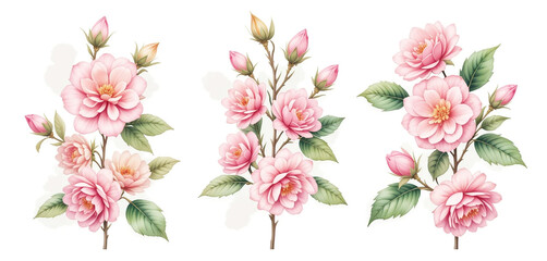 Elegant Pink Camellia Blossoms  Floral Art  Botanical Illustration  Wedding  Spring  Natur