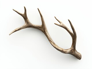 Deer Antler