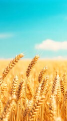 Fototapeta premium A vibrant field of golden wheat swaying gently under a clear blue sky, showcasing nature's beauty and the bountiful harvest ready for collection.