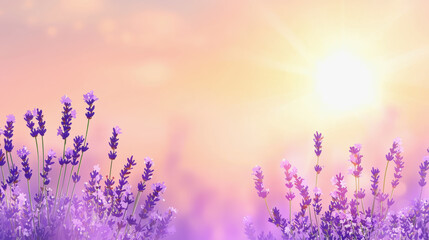 Naklejka premium Beautiful lavender flowers bathed in sunlight creating a serene and tranquil scene in a blooming field