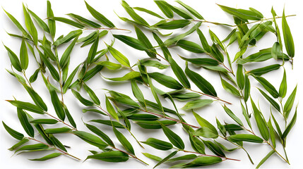 Naklejka premium A collection of vibrant green leaves arranged artistically on a white background.