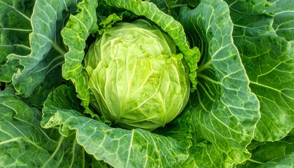 Obraz premium Healthy Food Background, Texture - A vibrant green cabbage growing in a field, surrounded by large textured leaves. Water droplets highlight the intricate patterns and veins on the surface.