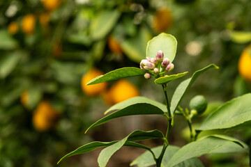 Lemon Trees Blossoming, Buds Close-Up, Space for Text
