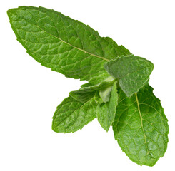Fresh green mint leaves on isolated background, showing their vibrant color, detailed texture, and...