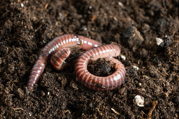 Earthworm Texture and Segments in Close-Up