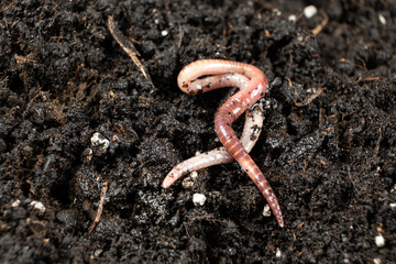 Earthworm on Soil Close-Up Macro View