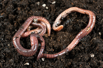 Compost Worms in Organic Garden Ground