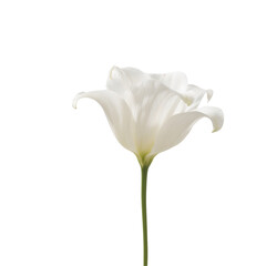 Elegant White Tulip in Isolated Focus