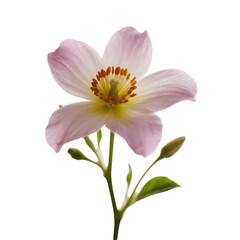 Delicate Pink Flower Blooming Against a White Background