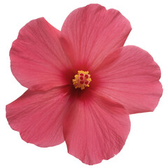 Vibrant Close-up of a Pink Hibiscus Flower in Full Bloom