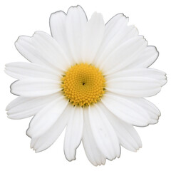 Close-up of a Beautiful White Daisy Flower with a Yellow Center