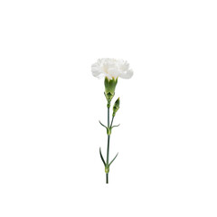 Elegant White Carnation Isolated in Studio