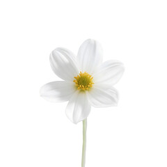 Elegant White Anemone Flower in Soft Focus
