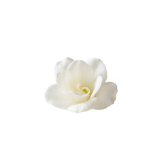 A close-up of a pristine white gardenia in full bloom, showcasing its delicate petals.