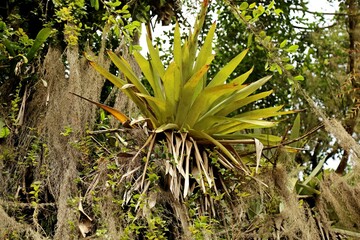 Lush tropical plants hanging from a large tree, highlighted by a bromeliad. Gray lichens in long threads.