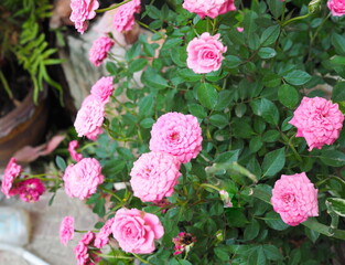 Fairy Rose blooms bright pink. Rosa chinensis Jacq. var. minima Voss is in the Rosaceae family. Pygmy Rose is the queen of miniature flowers. Dried flowers for making tea. Small roses are fragrant.
