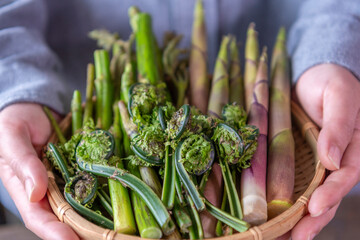 手に持った春の山菜（ウド、たけのこ、こごみ）