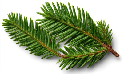 Close-up of fresh evergreen sprigs.  Green needles on a branch
