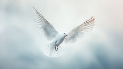 Fototapeta premium White Dove in Flight on Soft Cloudy Sky – Symbol of Peace and Freedom