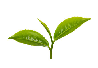 green tea leaves with white and transparent background, PNG