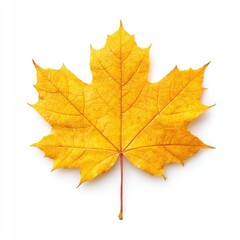Obraz premium Vibrant autumn maple leaf (1)