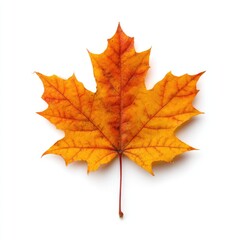 Vibrant autumn leaf, isolated on white