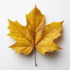 Autumnal Maple Leaf (1)