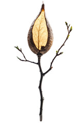 Isolated Seed Pod Branch with Buds