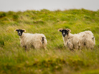 Pair of black faced sheep grazing in the grassy meadow