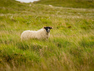 Black faced sheep grazing in the grassy meadow, looking onto the camera