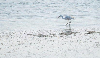 White egret on the mud 