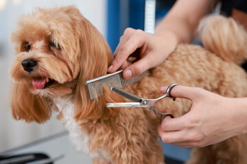 Woman cutting dog's hair with scissors indoors, closeup. Pet grooming
