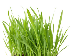 green grass isolated on transparency or jpeg background