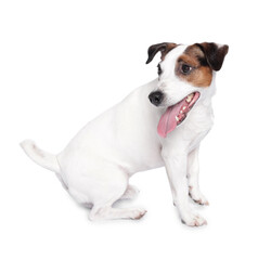 Cute Jack Russell Terrier dog sitting on white background