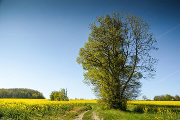 Rape Field at Lower Silesia, Poland