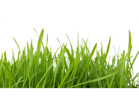 green grass isolated on transparency or jpeg background